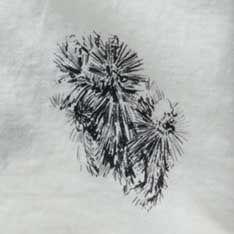 The Hawthorne Shirt in Cactus Sketch